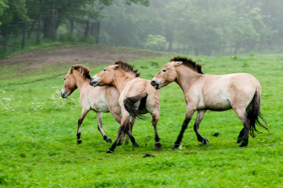Koně žijí na Dolním Dobřejově v podmínkách blízkých divočině. Foto © Petr Jan Juračka